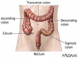 Colon Diagram